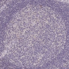 Immunohistochemical staining of human lymph node shows no positivity in germinal center cells as expected.