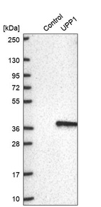 Western blot analysis in control (vector only transfected HEK293T lysate) and UPP1 over-expression lysate (Co-expressed with a C-terminal myc-DDK tag (~3.1 kDa) in mammalian HEK293T cells, LY405710).