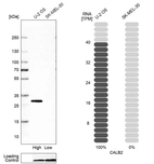 Western blot analysis in human cell line U-2 OS and human cell line SK-MEL-30.