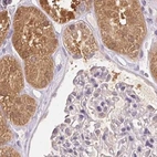 Immunohistochemical staining of human kidney using Anti-ALDH8A1 antibody HPA055414.