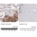 Anti-MCAM Antibody