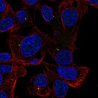Immunofluorescent staining of human cell line Hep G2 shows localization to centrosome.