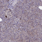 Anti-SYT10 Antibody