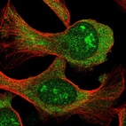 Immunofluorescent staining of human cell line U-2 OS shows localization to nucleoli & cytosol.