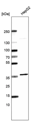 Western blot analysis in human cell line HepG2.