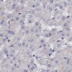 Anti-UHRF1 Antibody