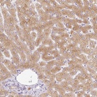 Anti-MIA2 Antibody
