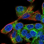 Immunofluorescent staining of human cell line Hep G2 shows localization to endoplasmic reticulum.