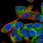 Immunofluorescent staining of human cell line Hep G2 shows localization to endoplasmic reticulum.