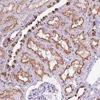 Anti-FBXL7 Antibody