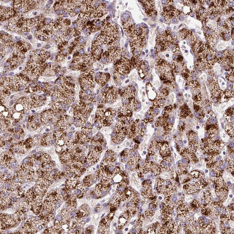 Anti-ZNF596 Antibody