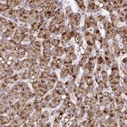 Anti-ZNF596 Antibody