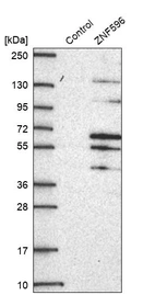 Western blot analysis in control (vector only transfected HEK293T lysate) and ZNF596 over-expression lysate (Co-expressed with a C-terminal myc-DDK tag (~3.1 kDa) in mammalian HEK293T cells, LY403566).