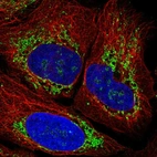 Immunofluorescent staining of human cell line U-2 OS shows localization to nucleoli & mitochondria.
