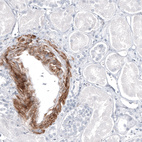 Immunohistochemical staining of human kidney shows moderate positivity in blood vessels.