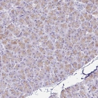 Immunohistochemical staining of human pancreas shows moderate cytoplasmic and nuclear positivity in exocrine glandular cells.