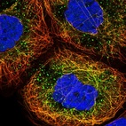 Immunofluorescent staining of human cell line A-431 shows localization to microtubules & vesicles.