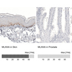 Anti-MLANA Antibody