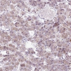 Immunohistochemical staining of human pancreas shows moderate to strong positivity in nucleoli in exocrine glandular cells.