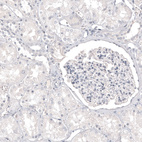 Anti-MLANA Antibody