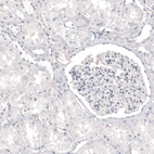 Immunohistochemical staining of human kidney shows no positivity as expected.