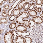 Anti-MRPL28 Antibody