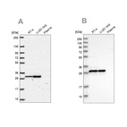 Anti-MRPL28 Antibody