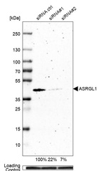 Western blot analysis in EFO-21 cells transfected with control siRNA, target specific siRNA probe #1 and #2, using Anti-ASRGL1 antibody. Remaining relative intensity is presented. Loading control: Anti-GAPDH.