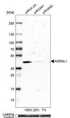 Western blot analysis in EFO-21 cells transfected with control siRNA, target specific siRNA probe #1 and #2, using Anti-ASRGL1 antibody. Remaining relative intensity is presented. Loading control: Anti-GAPDH.