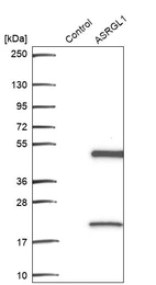 Western blot analysis in control (vector only transfected HEK293T lysate) and ASRGL1 over-expression lysate (Co-expressed with a C-terminal myc-DDK tag (~3.1 kDa) in mammalian HEK293T cells, LY421255).