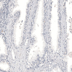 Anti-MLANA Antibody