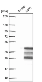 Western blot analysis in control (vector only transfected HEK293T lysate) and HEY1 over-expression lysate (Co-expressed with a C-terminal myc-DDK tag (~3.1 kDa) in mammalian HEK293T cells, LY400425).