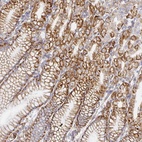 Anti-TAAR1 Antibody