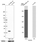 Western blot analysis in human cell line SK-MEL-30 and human cell line U-2 OS.