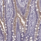 Immunohistochemical staining of human duodenum shows high expression.