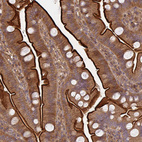 Immunohistochemical staining of human small intestine shows strong positivity in apical membrane in glandular cells.
