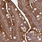 Immunohistochemical staining of human small intestine shows strong positivity in apical membrane in glandular cells.