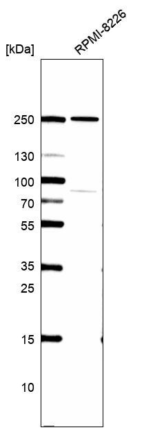 Anti-HEATR5B Antibody