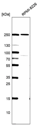 Anti-HEATR5B Antibody