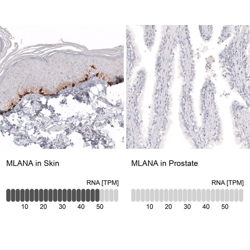 Anti-MLANA Antibody