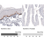 Anti-MLANA Antibody