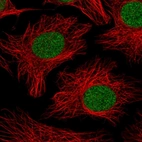 Immunofluorescent staining of human cell line HeLa shows localization to nucleus.