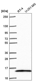 Anti-NR2C2AP Antibody