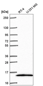 Anti-NR2C2AP Antibody