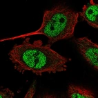 Immunofluorescent staining of human cell line U-251 MG shows localization to nucleoplasm.