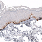 Anti-MLANA Antibody