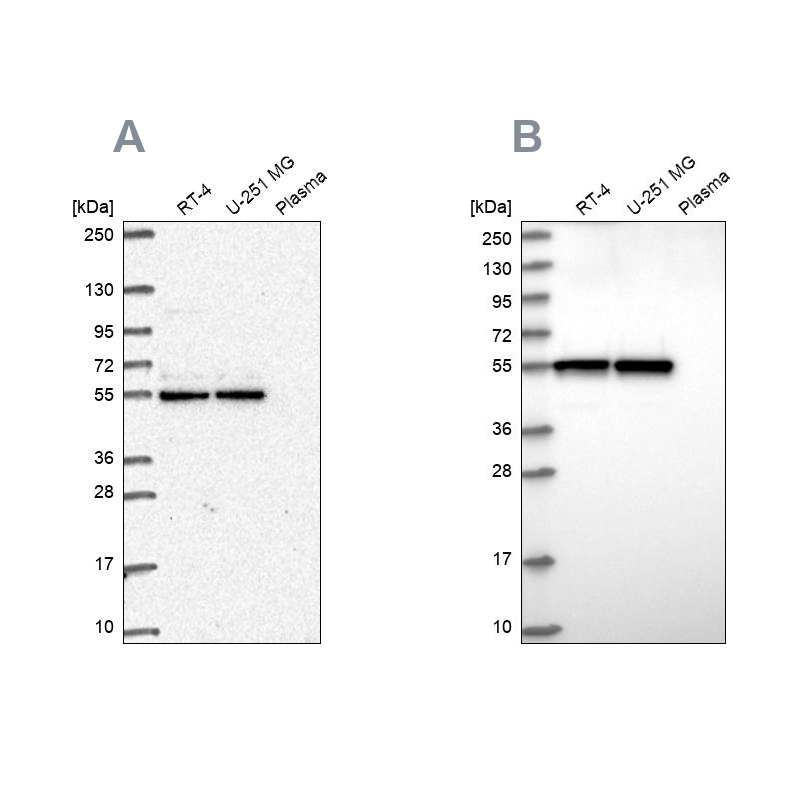 Anti-GRWD1 Antibody