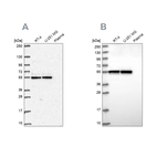 Anti-GRWD1 Antibody