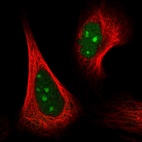 Anti-GRWD1 Antibody