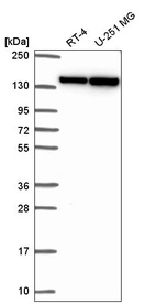 Anti-DHX9 Antibody